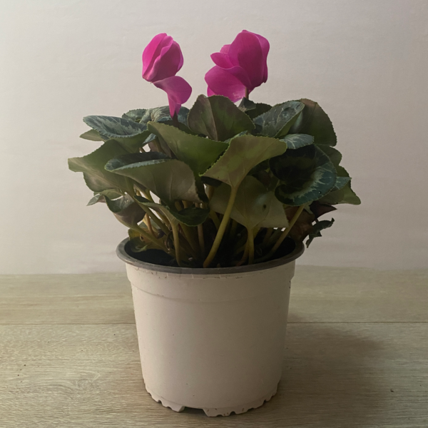 Violeta de Persia - Imagen 4