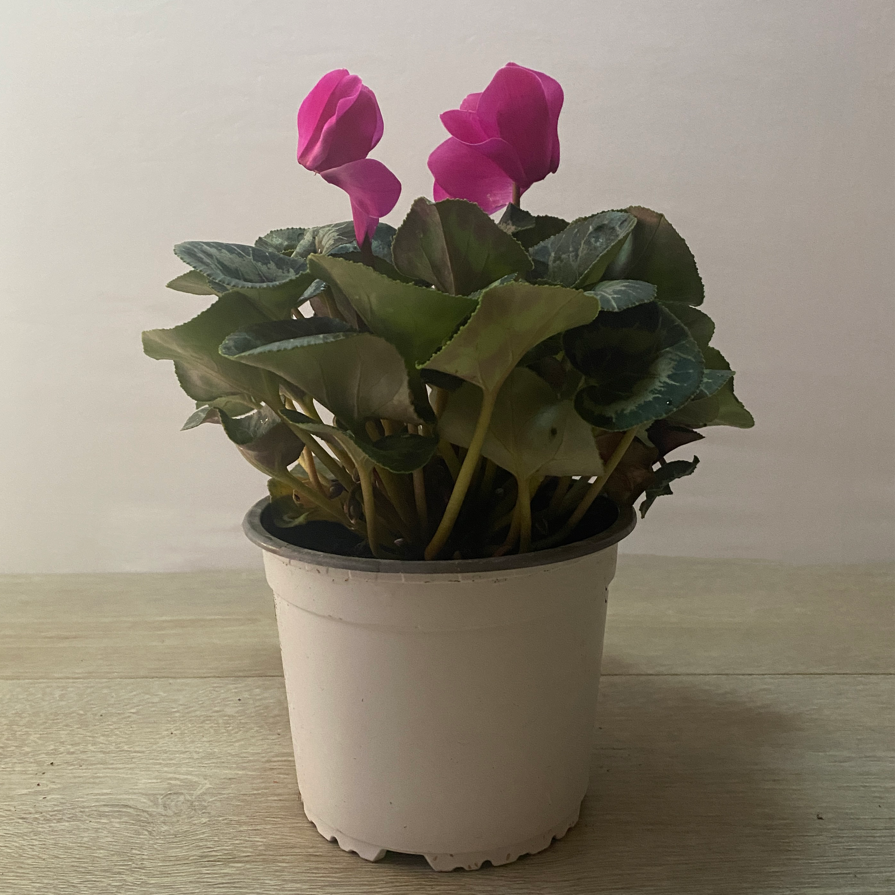 Violeta de Persia - Imagen 4