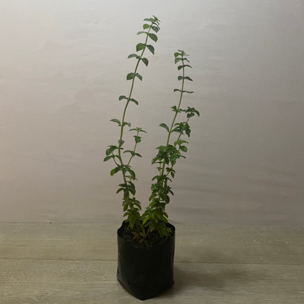 Poleo Menta - Imagen 2