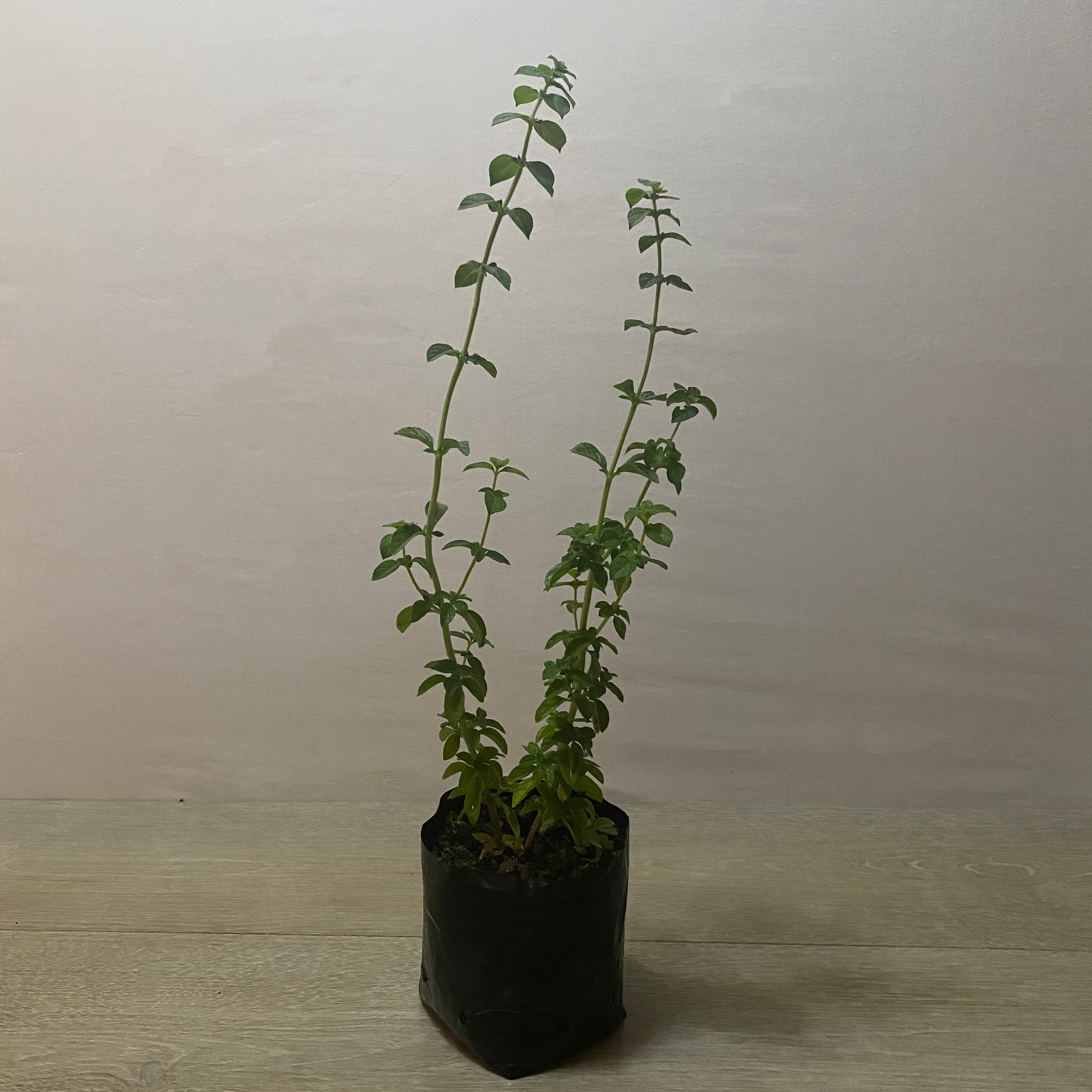 Poleo Menta - Imagen 2