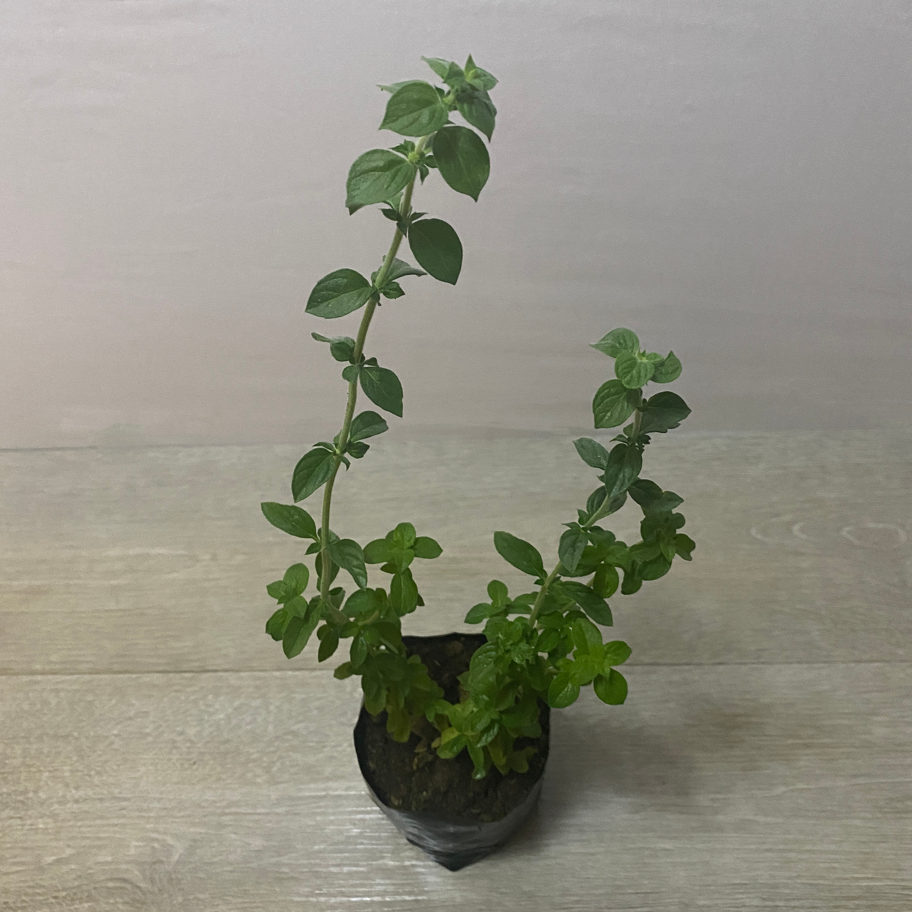 Poleo Menta - Imagen 3