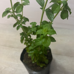 Poleo Menta
