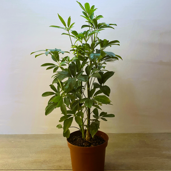 Schefflera - Imagen 3