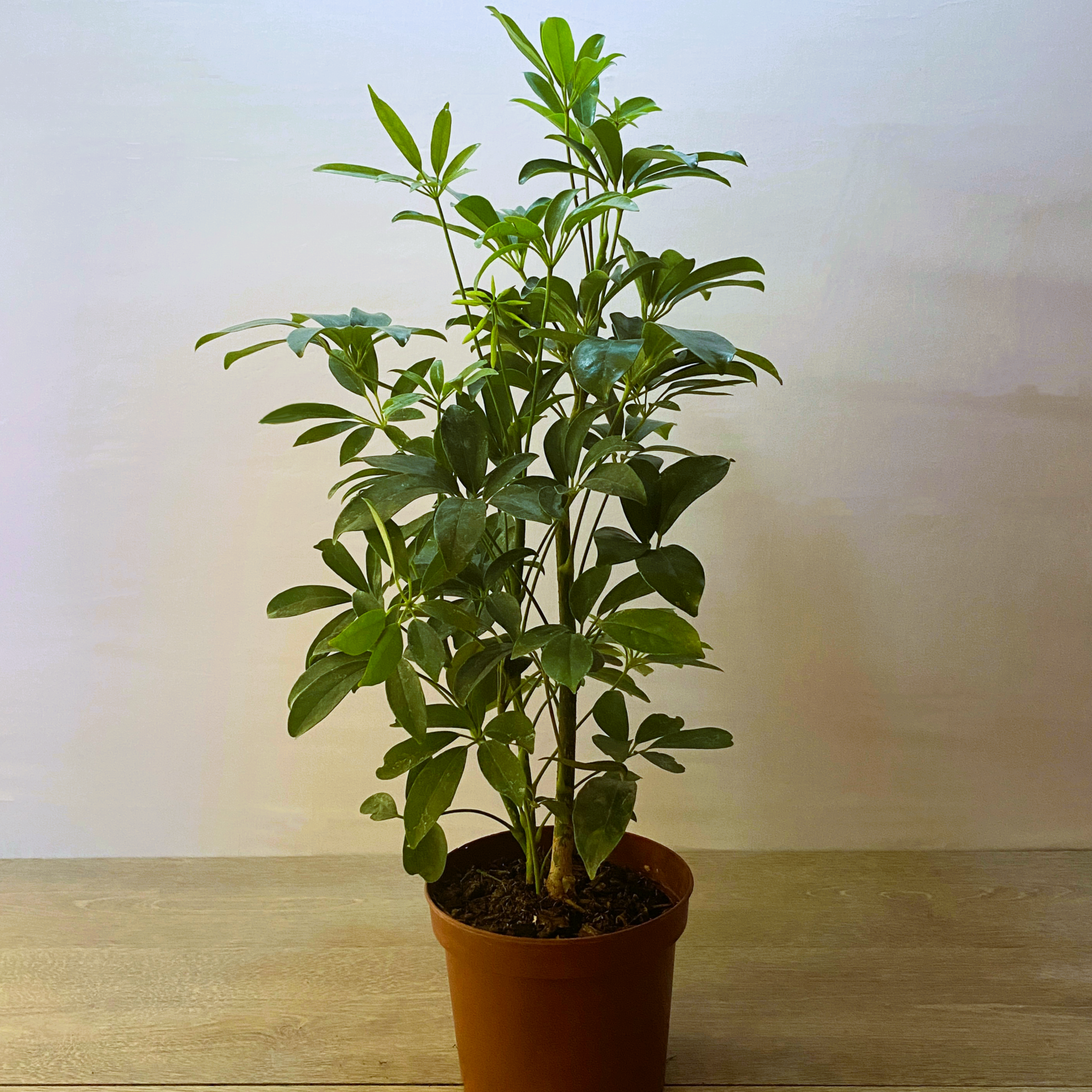 Schefflera - Imagen 3