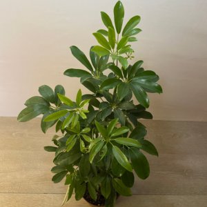 Schefflera