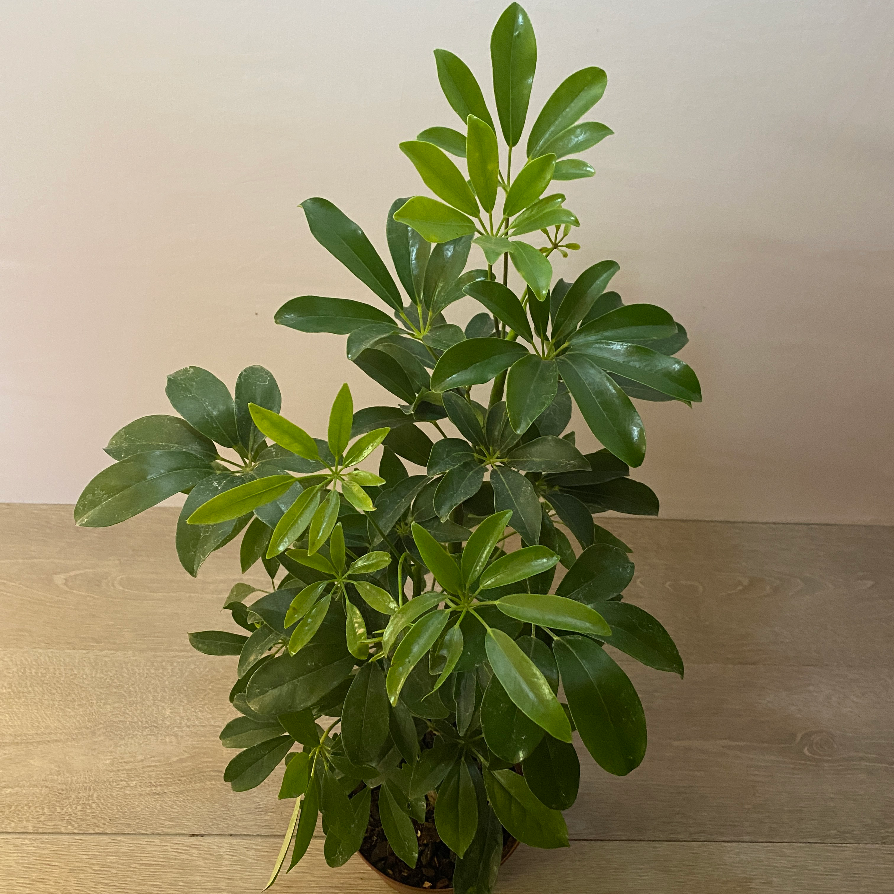Schefflera