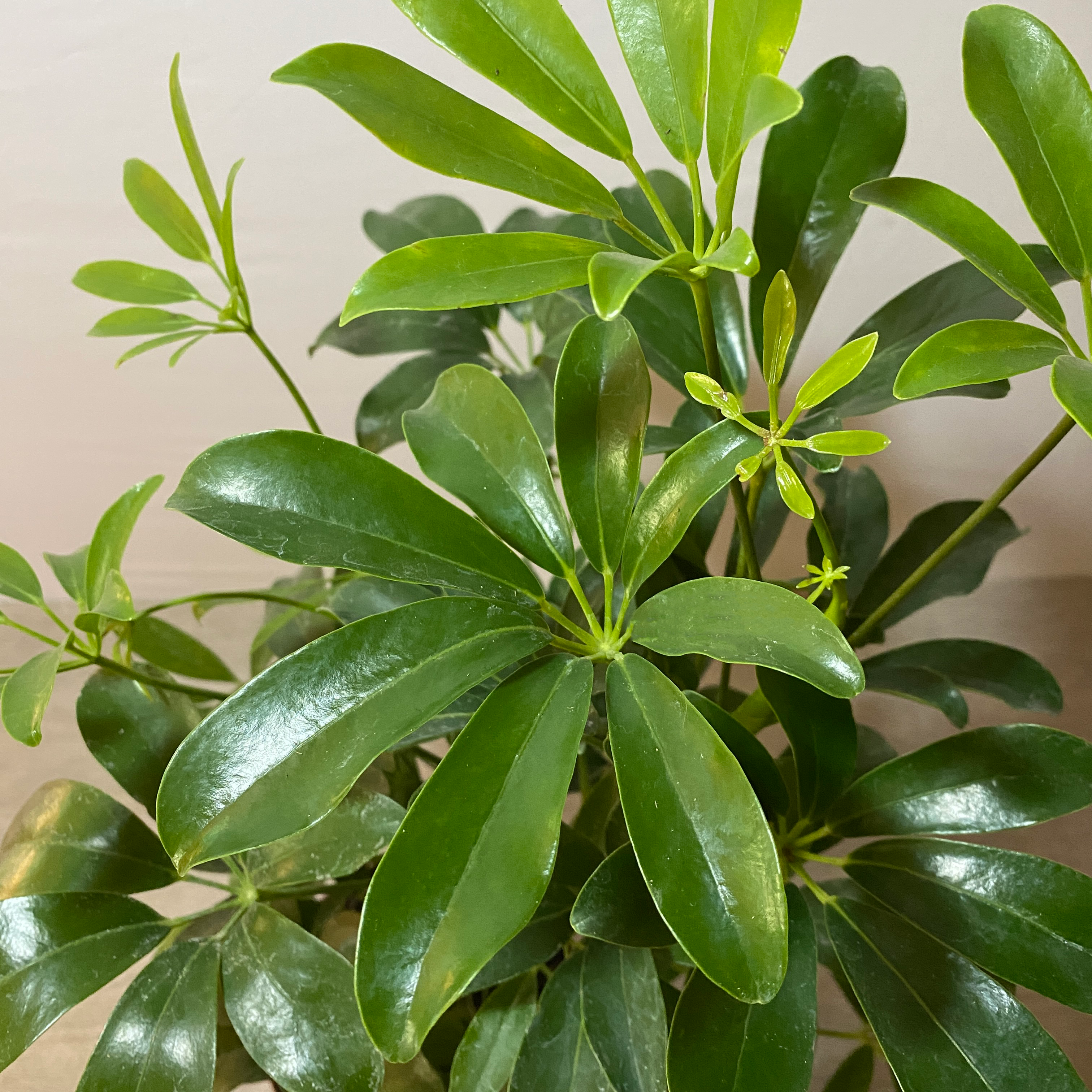 Schefflera - Imagen 2