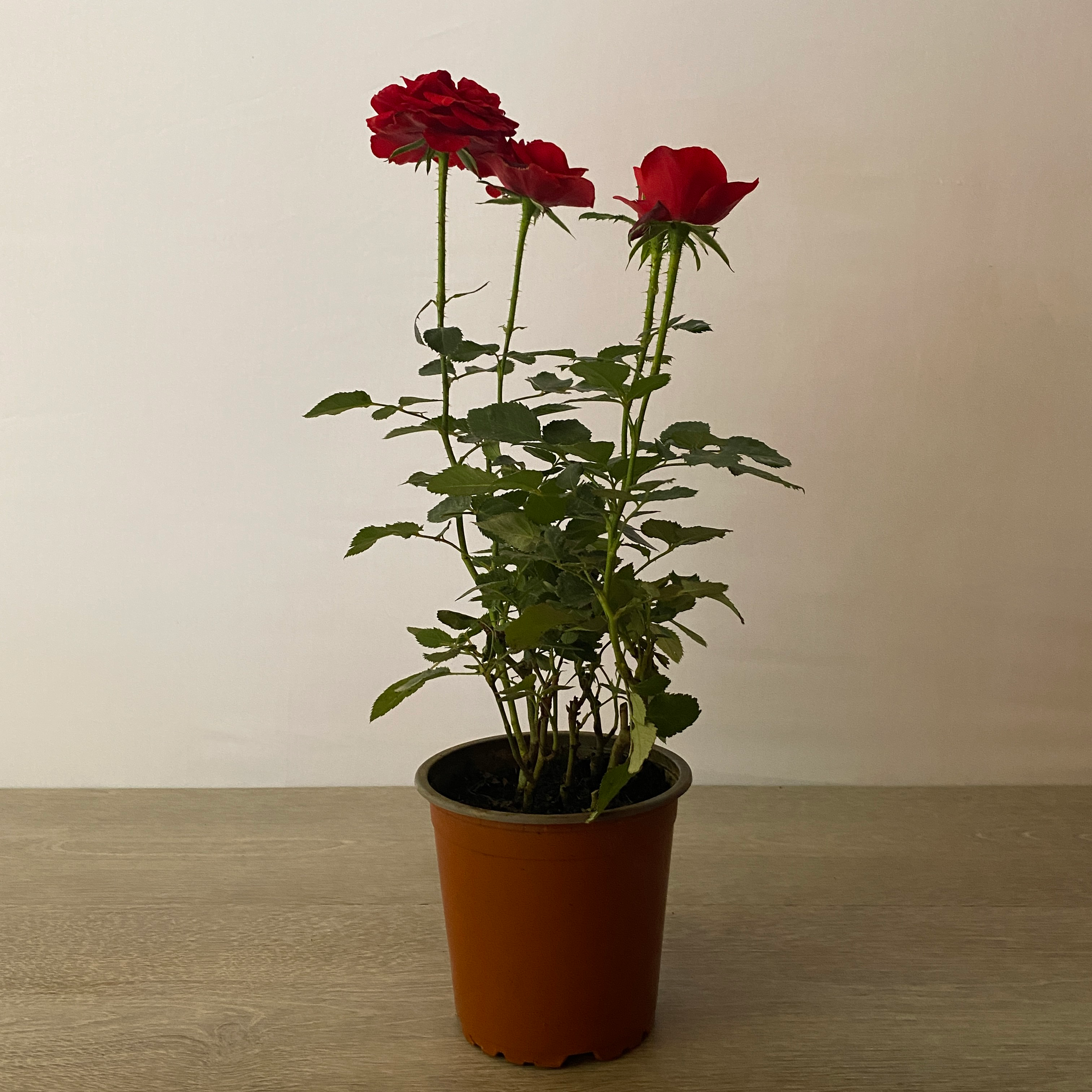 Star Rose - Imagen 2