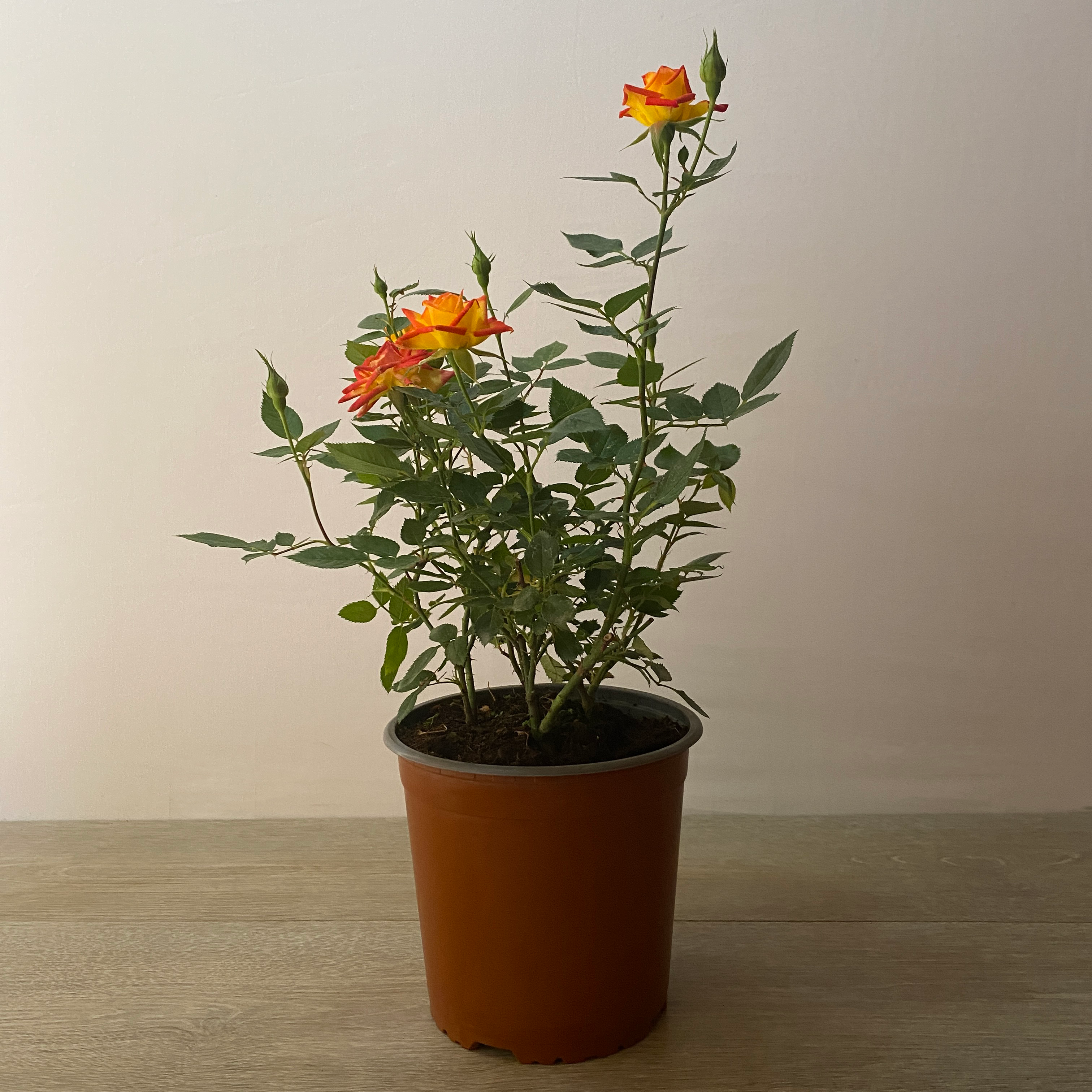 Star Rose - Imagen 6