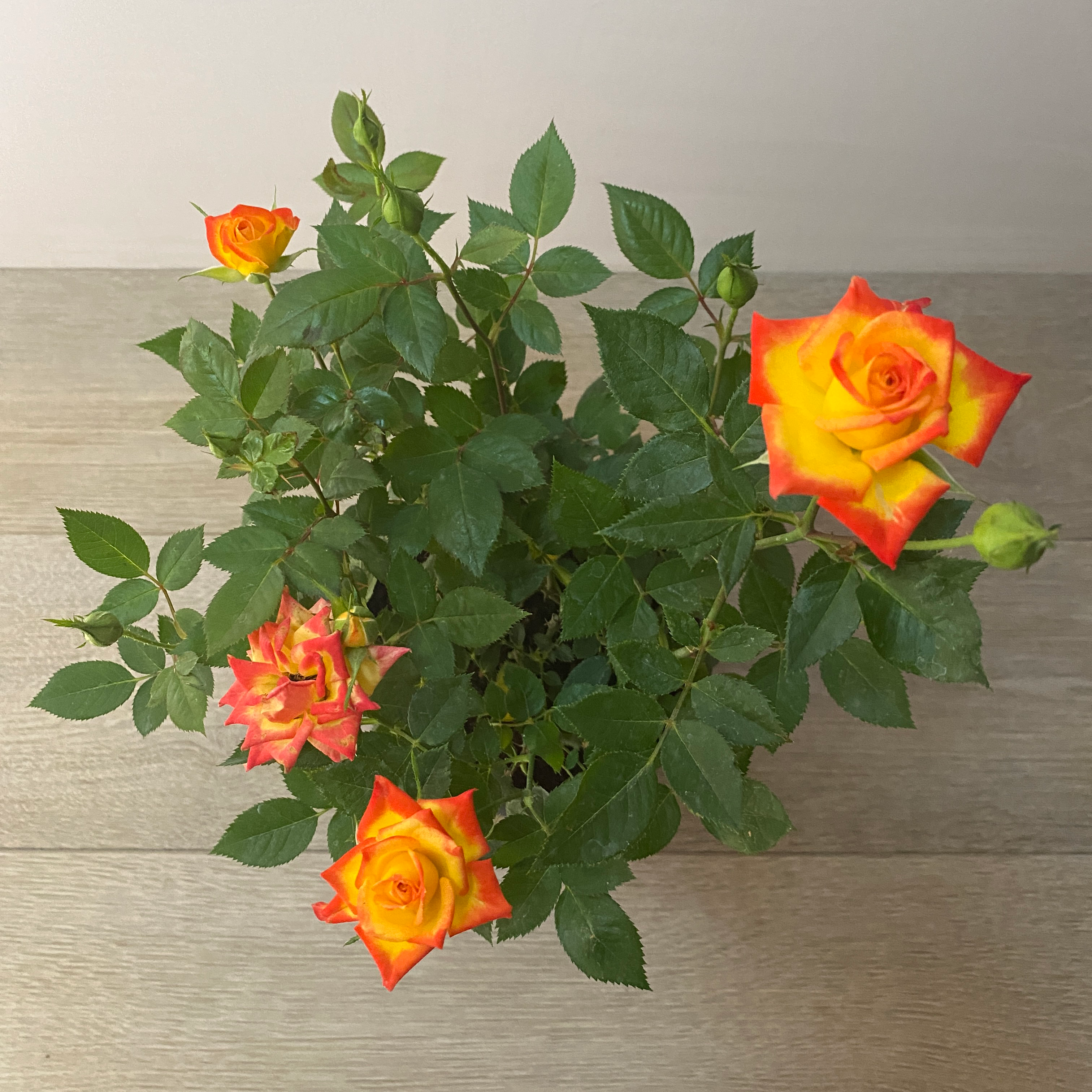 Star Rose - Imagen 7