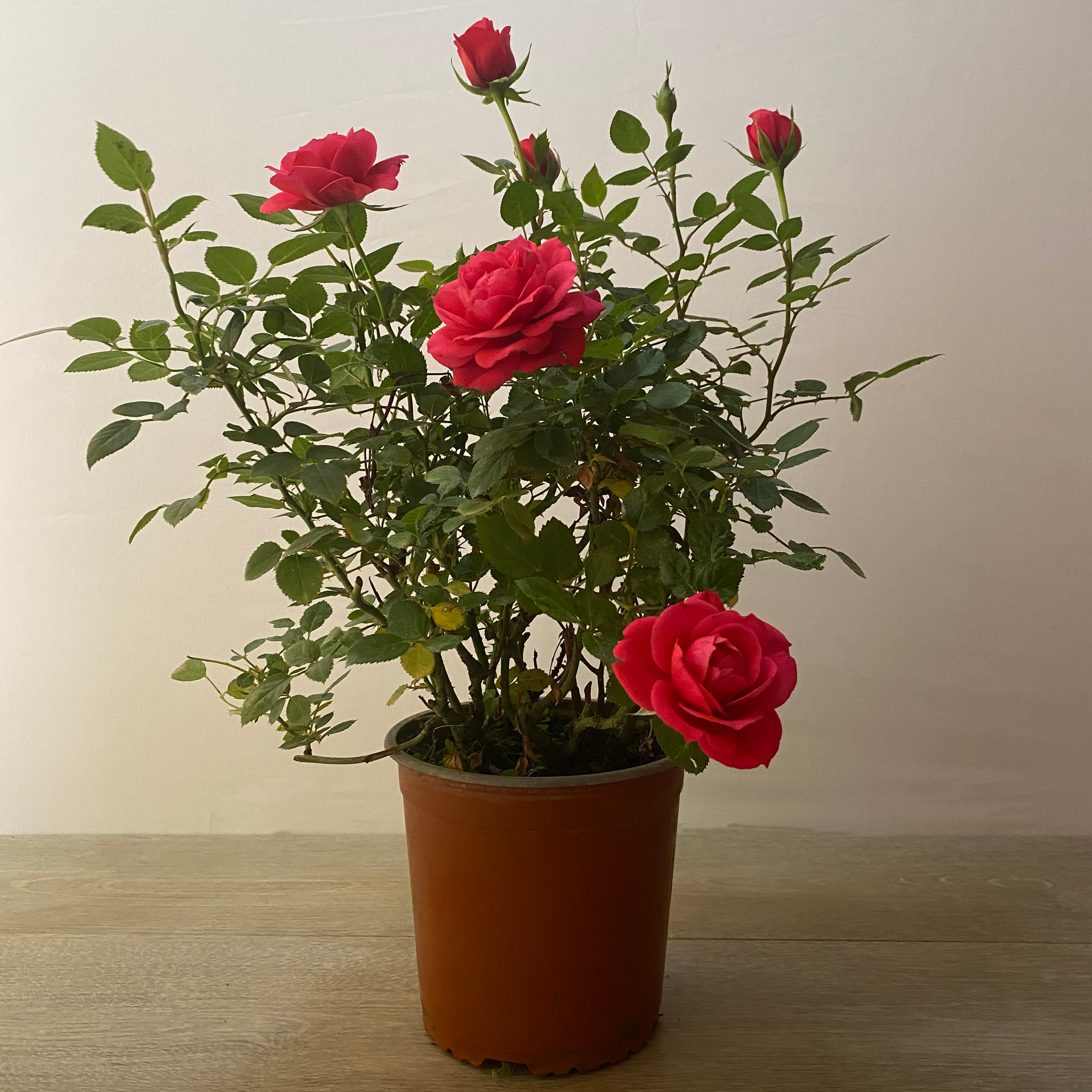 Star Rose - Imagen 8