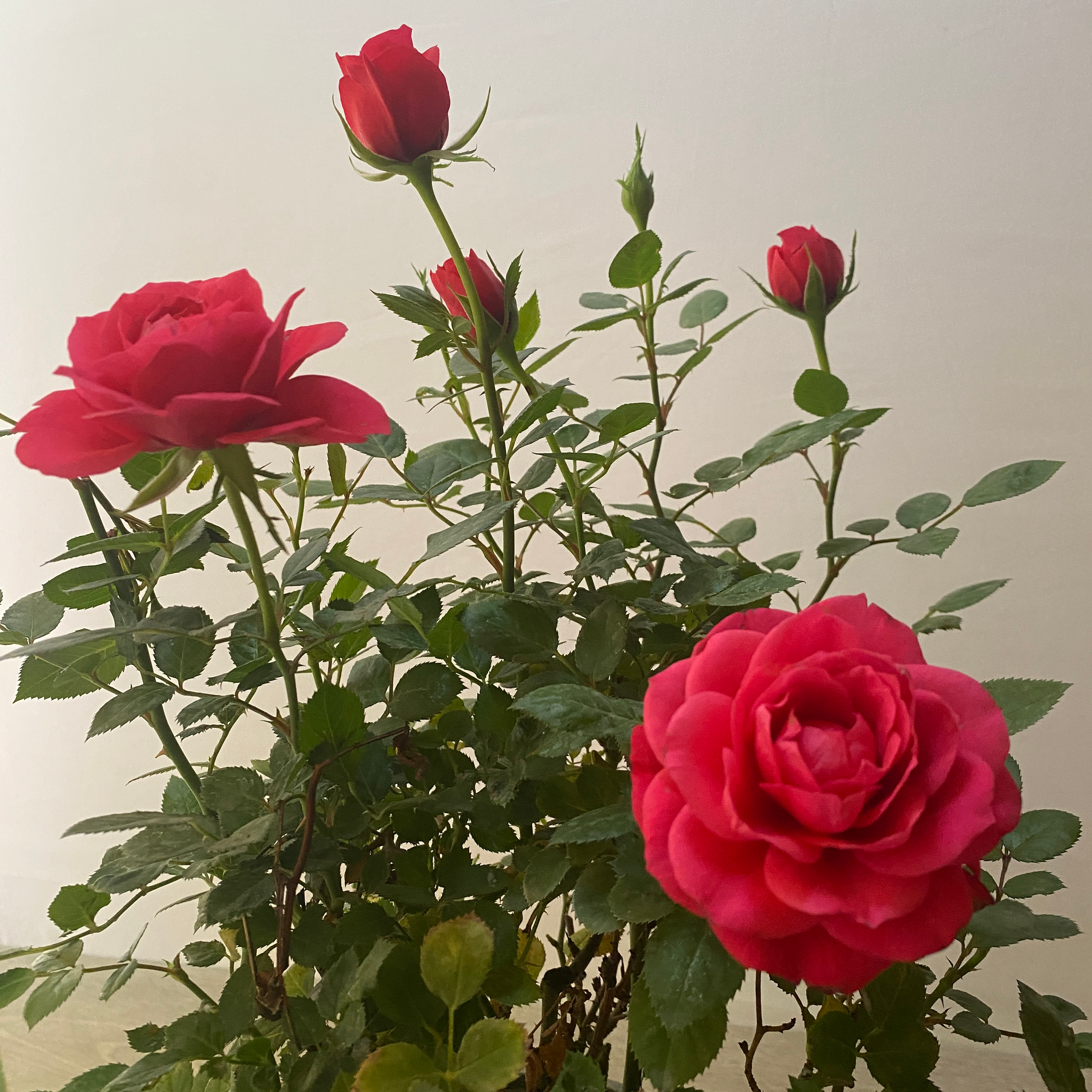 Star Rose - Imagen 9