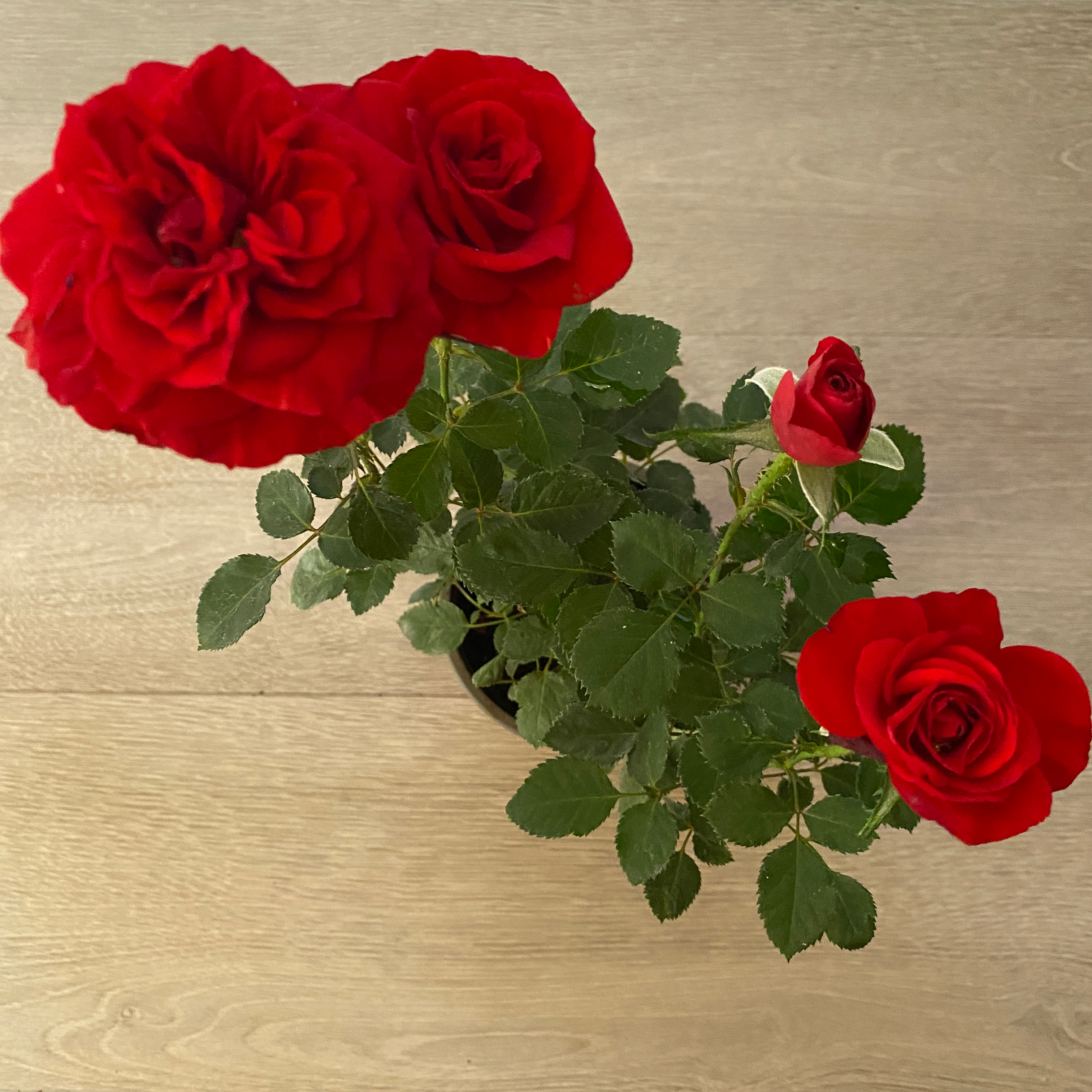 Star Rose - Imagen 3