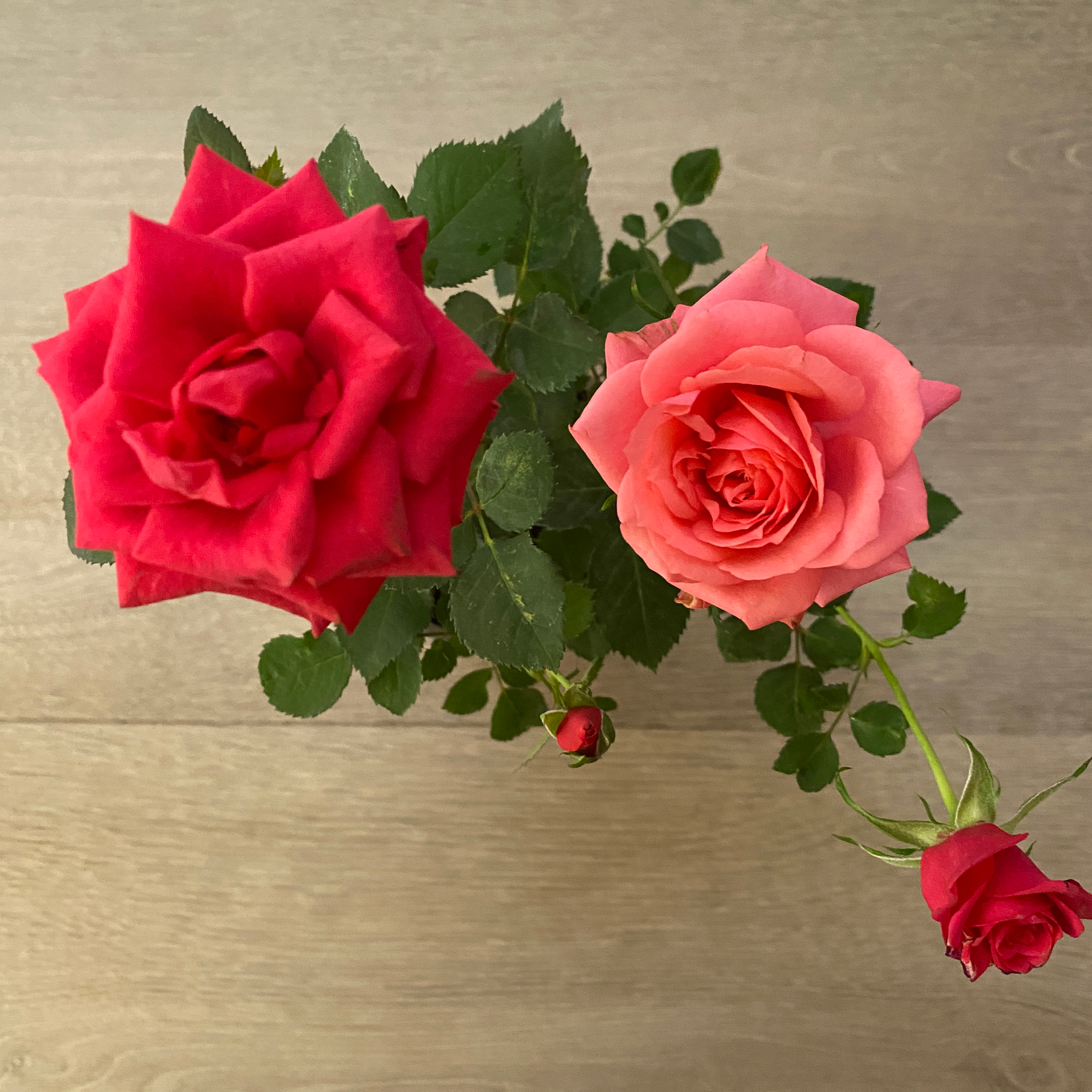 Star Rose - Imagen 4