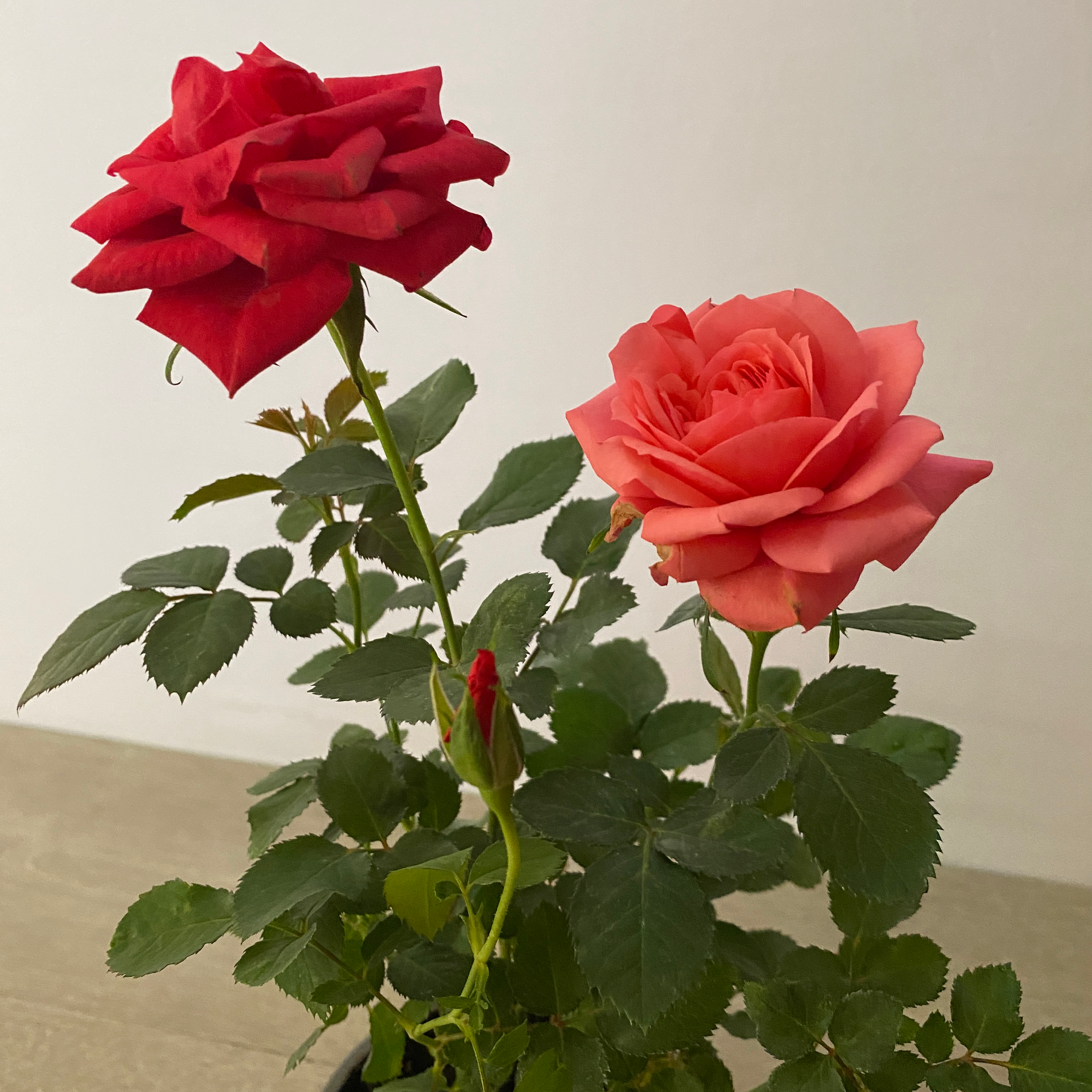 Star Rose - Imagen 5