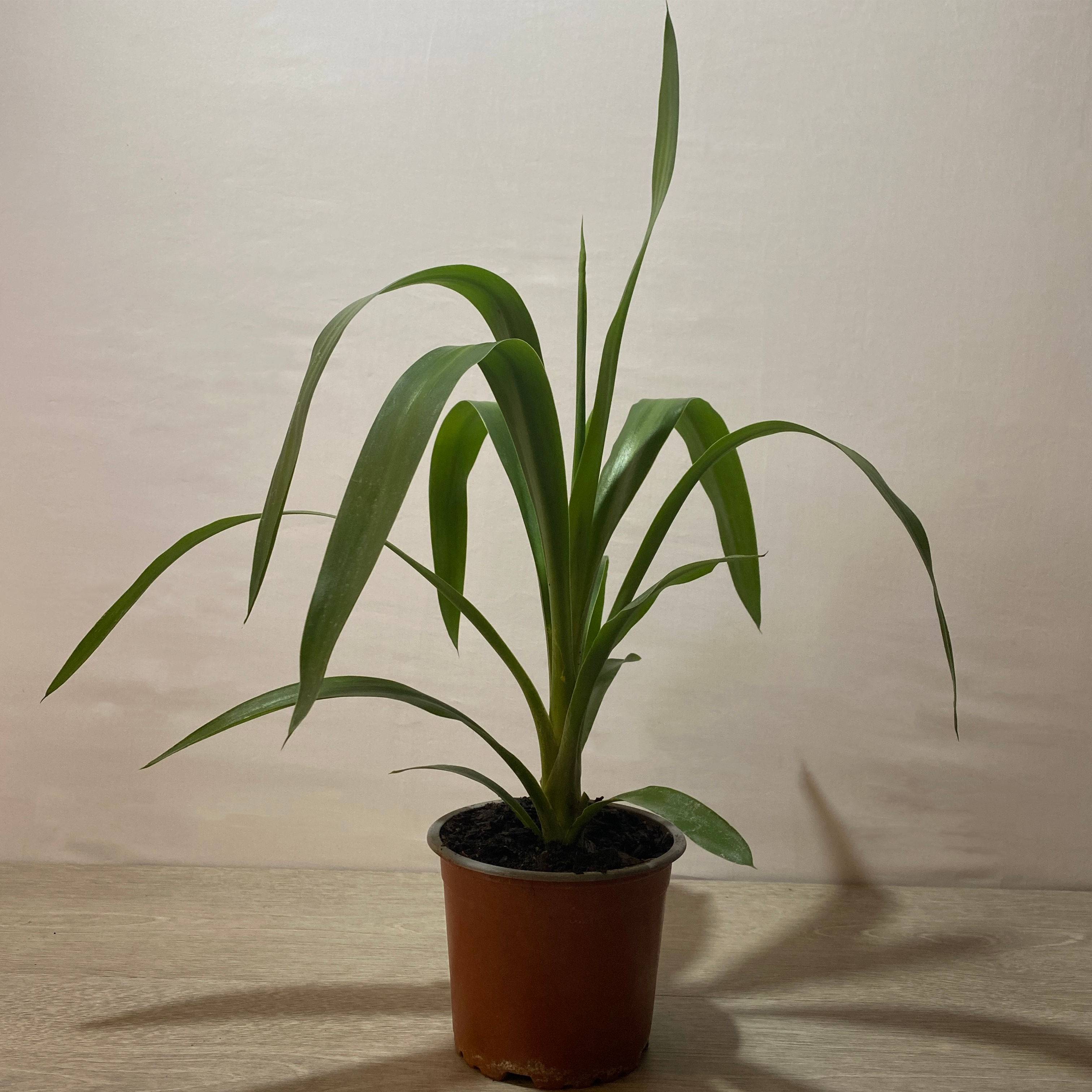 Yuca Punta - Imagen 2