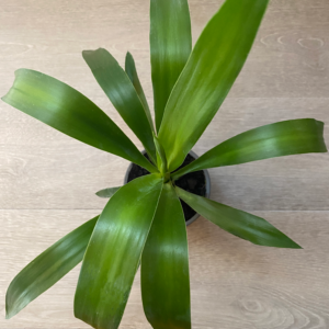 Yuca Punta