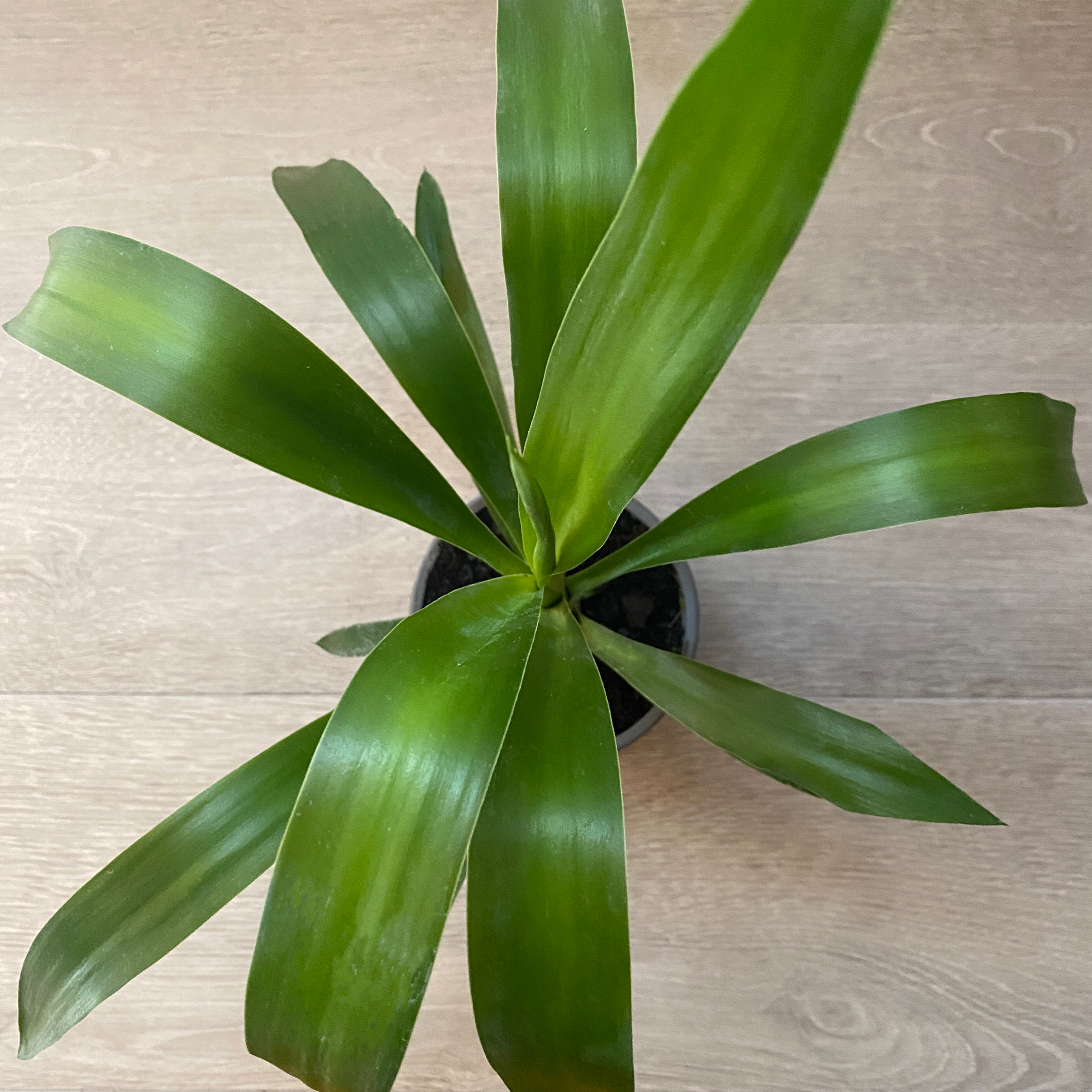 Yuca Punta