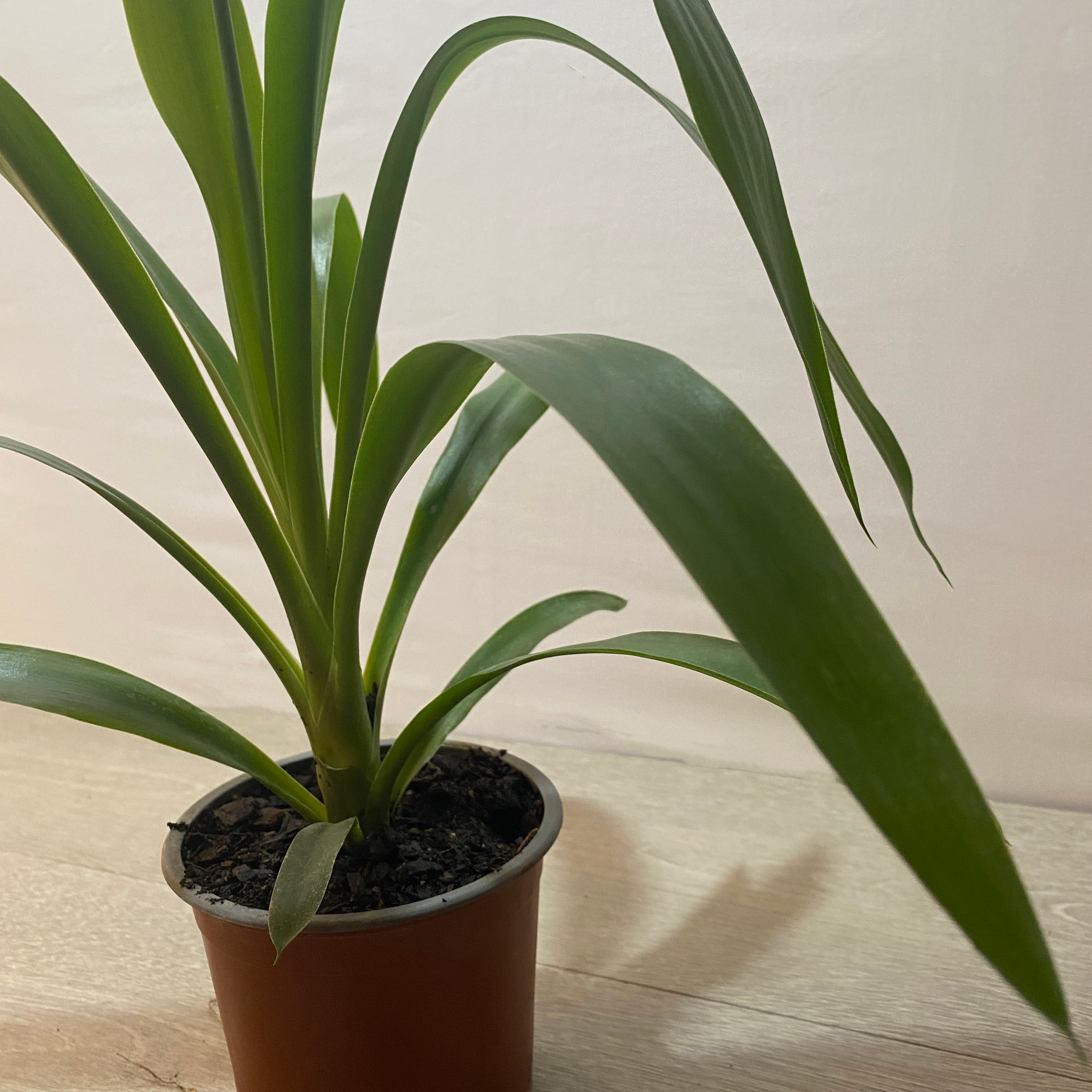 Yuca Punta - Imagen 3