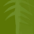 Ficus Benjamina