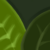 Ficus Naomi