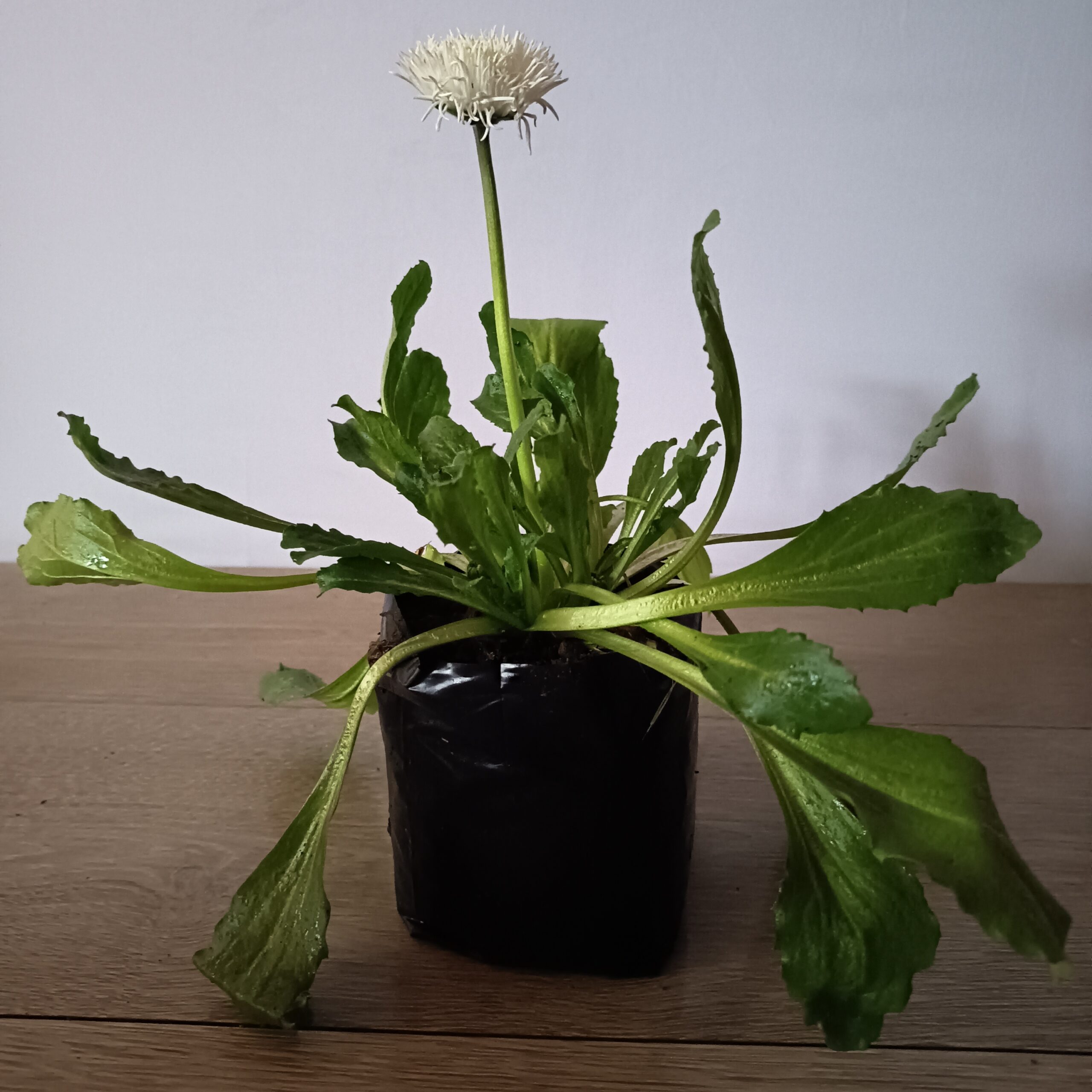 Bellis - Imagen 2