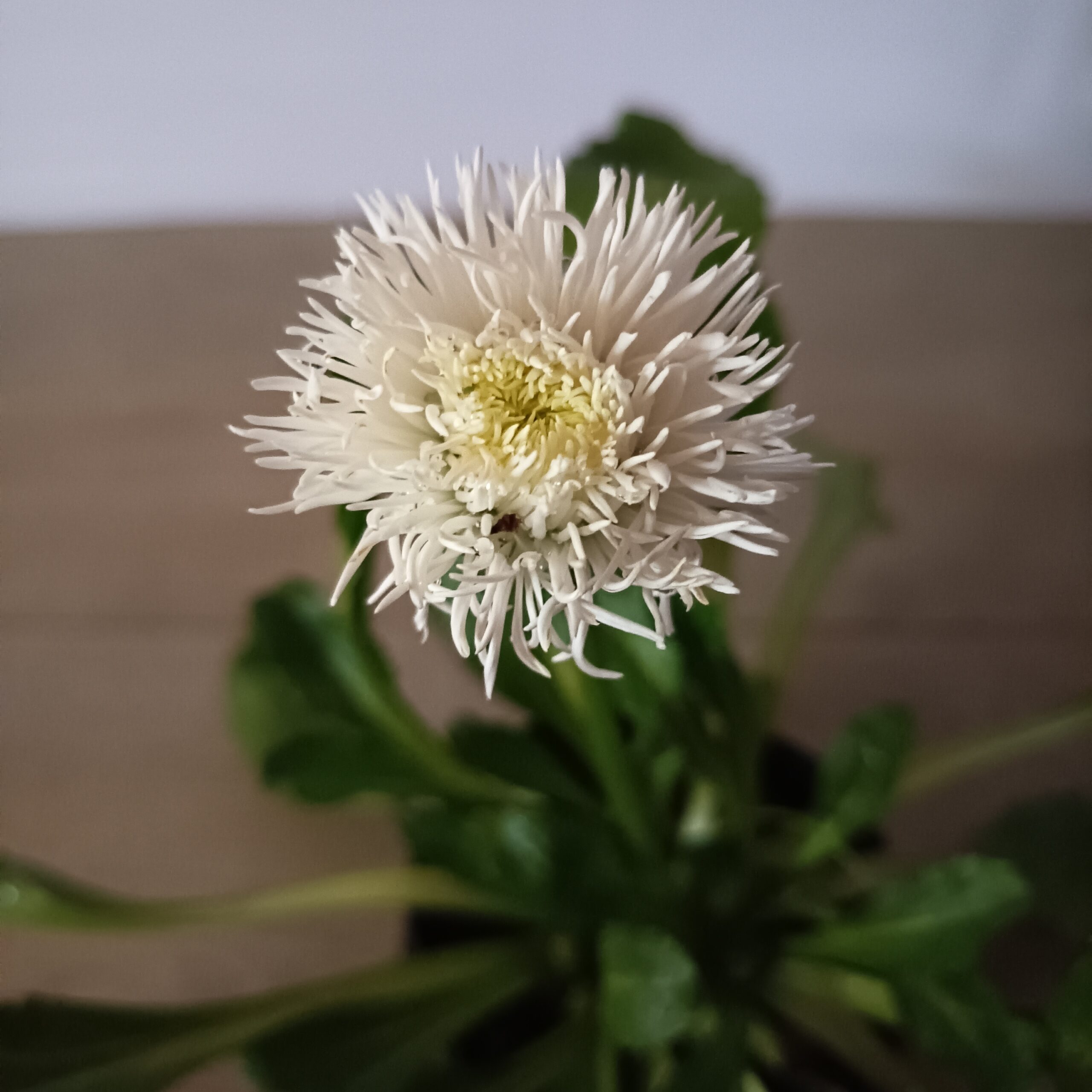Bellis - Imagen 3