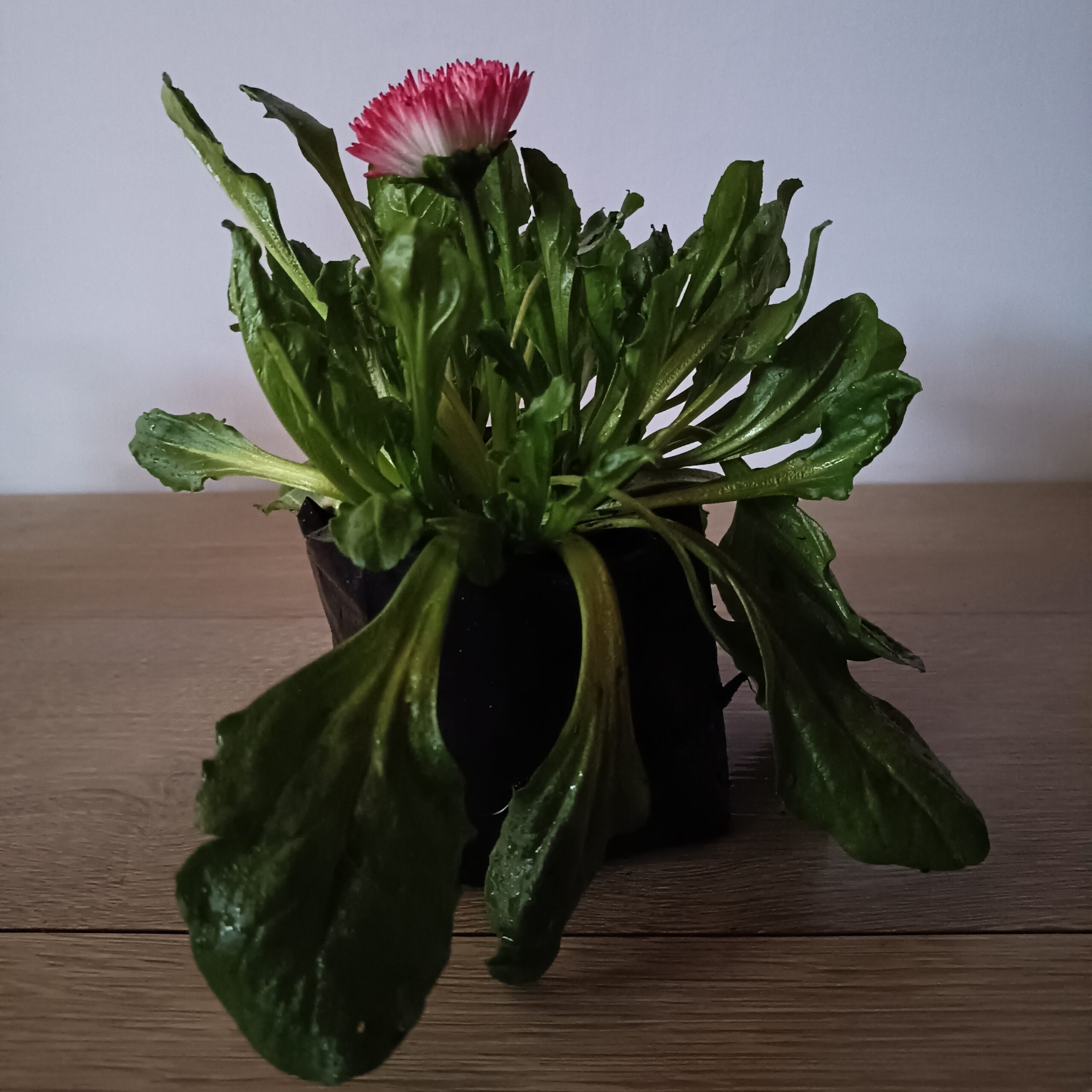 Bellis - Imagen 4