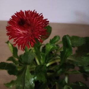 Bellis