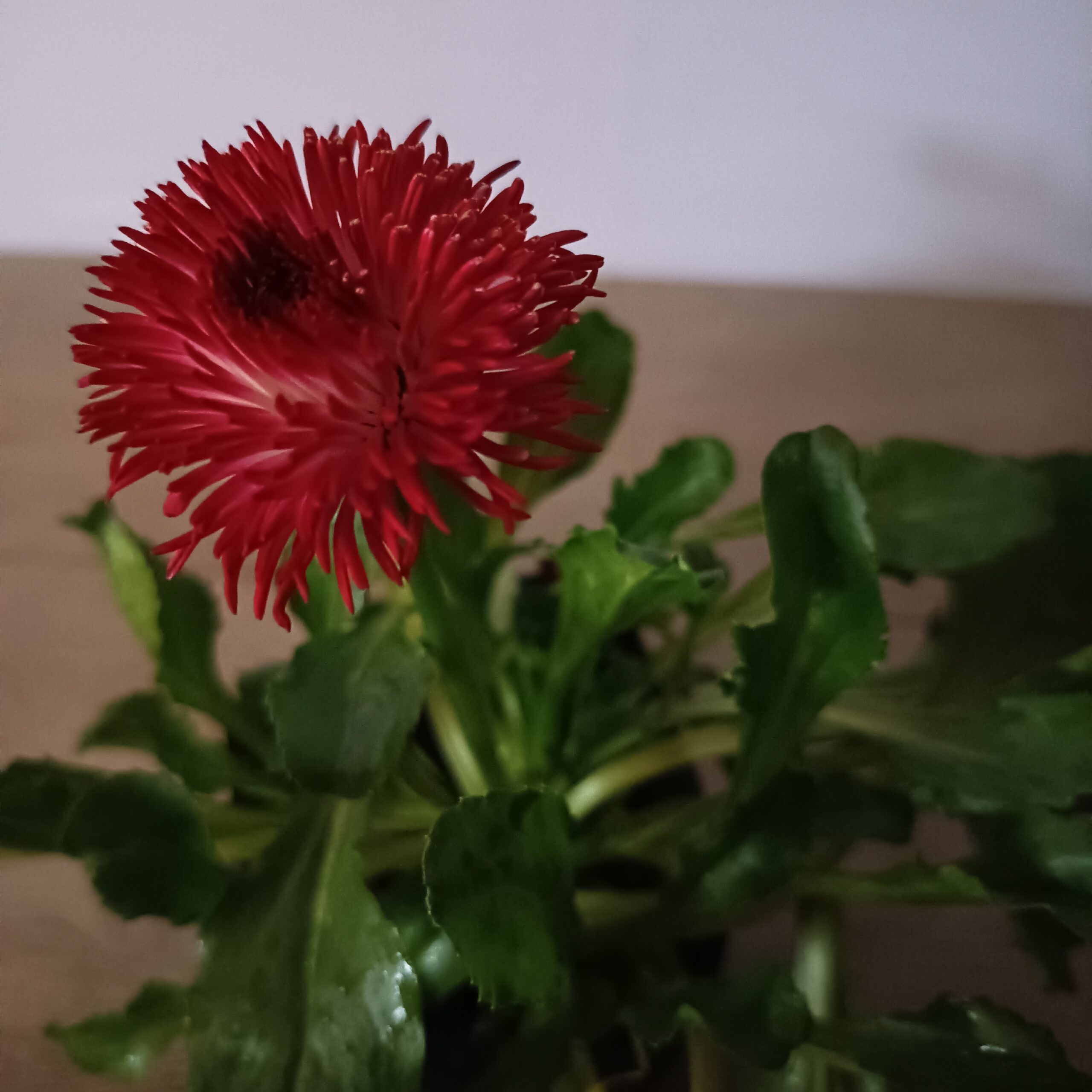 Bellis