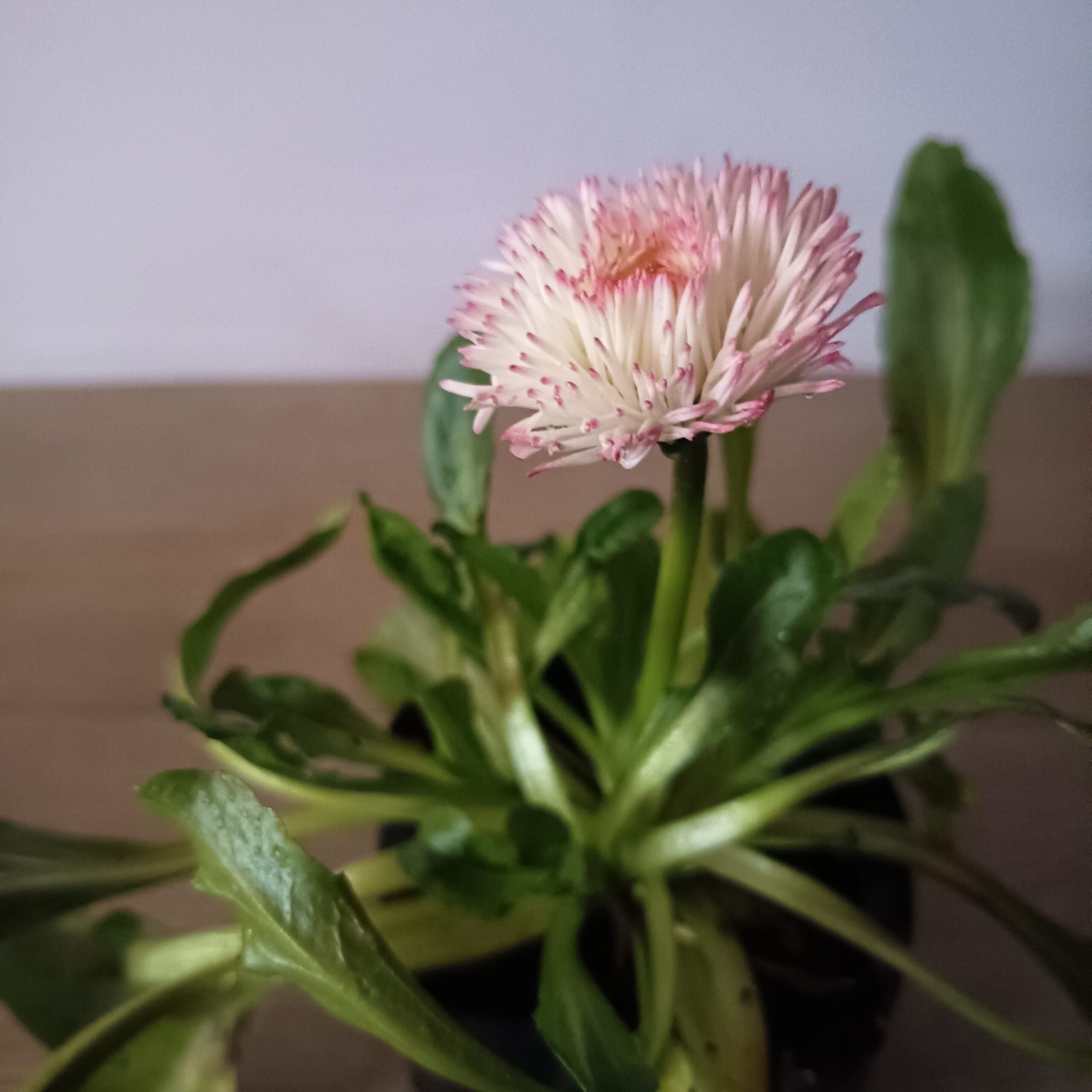 Bellis - Imagen 5