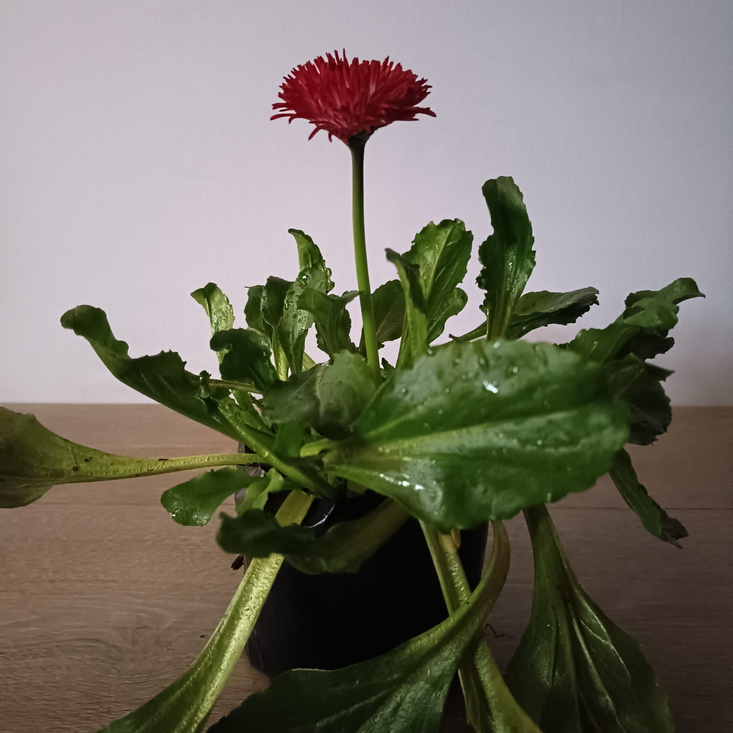 Bellis - Imagen 6