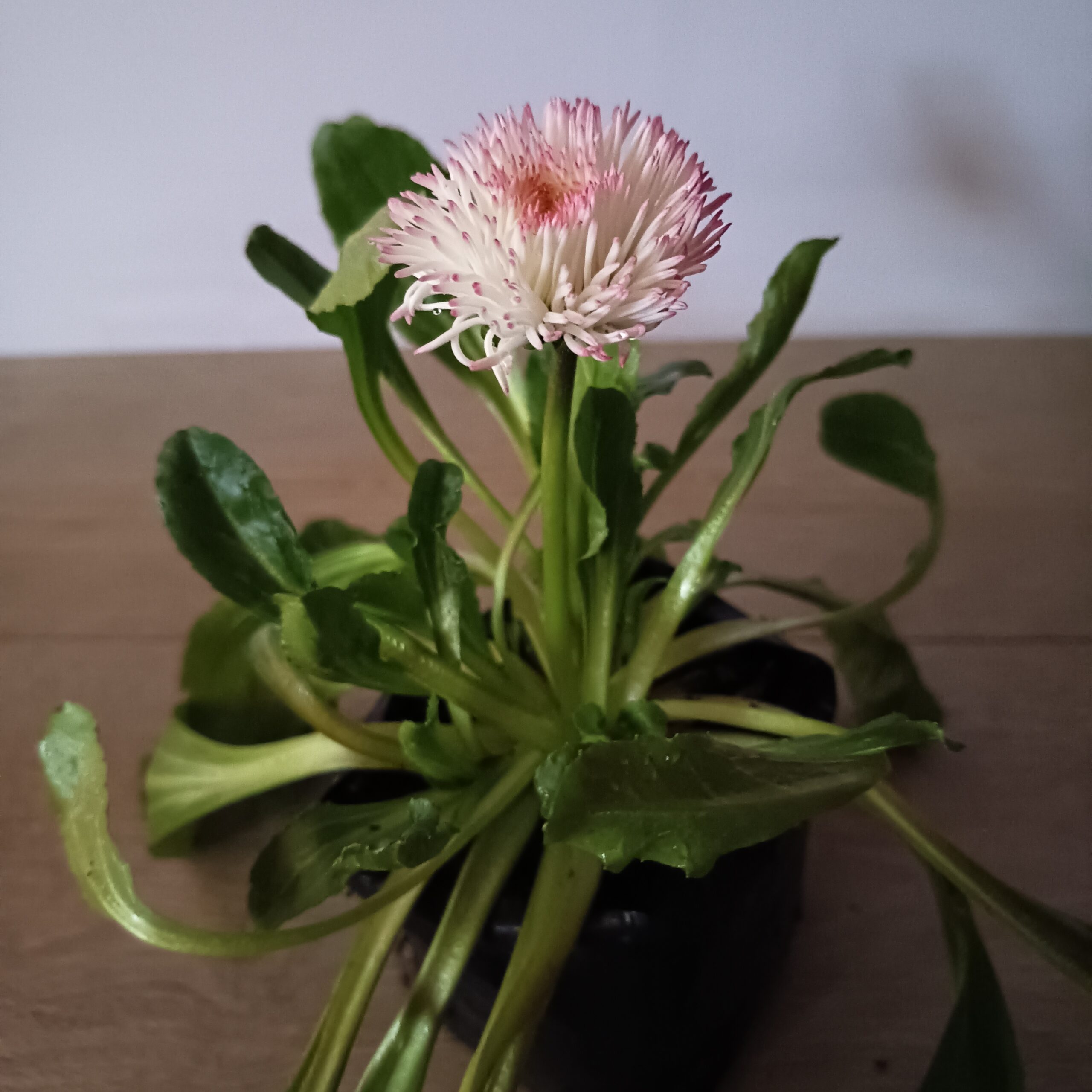 Bellis - Imagen 7