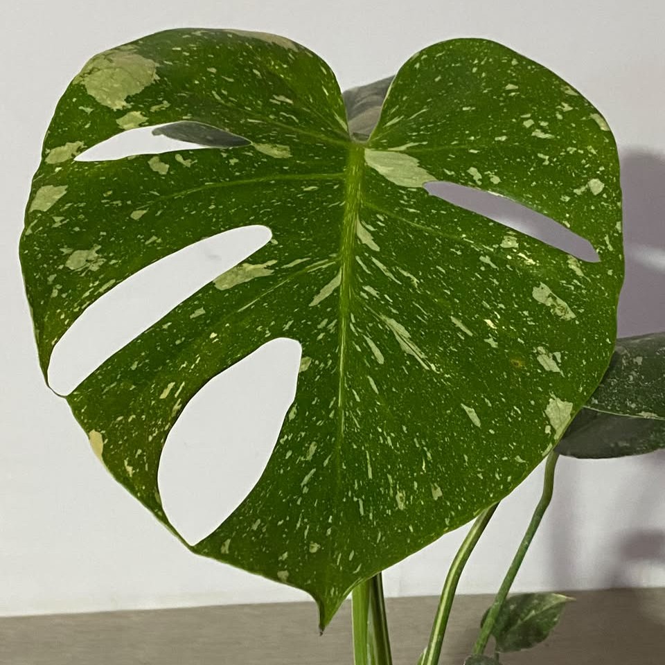 Monstera Thai - Imagen 3