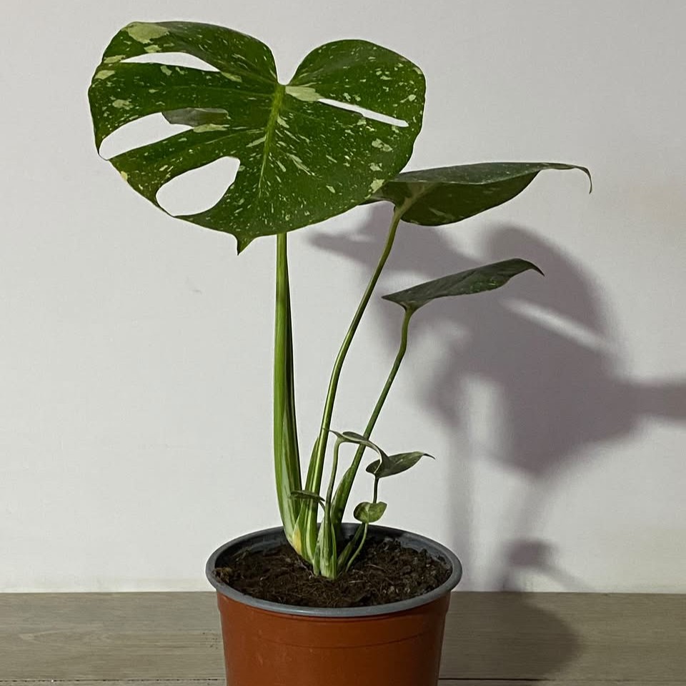 Monstera Thai - Imagen 2