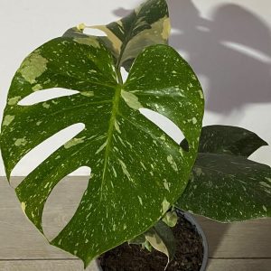 Monstera Thai